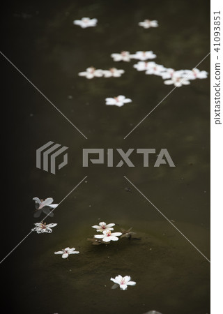 Miaoli Lion Head Mountain Tung Flower Miaoli Lion Head Mountain Tung Flower 41093851