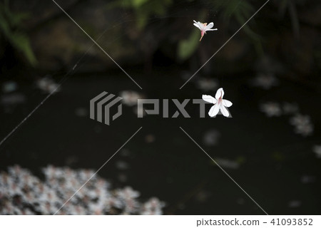 Miaoli Lion Head Mountain Tung Flower Miaoli Lion Head Mountain Tung Flower 41093852