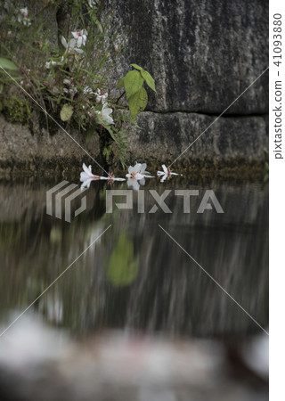 Miaoli Lion Head Mountain Tung Flower Miaoli Lion Head Mountain Tung Flower 41093880