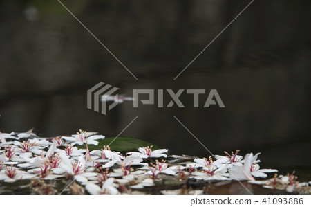 苗栗獅頭山桐花 41093886