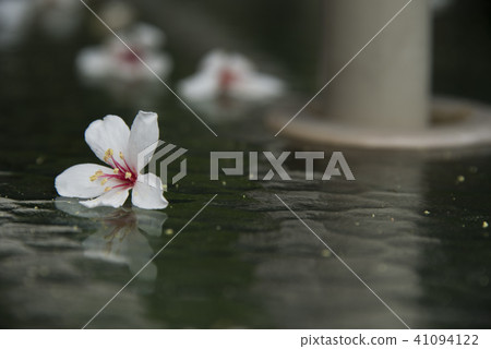 苗栗獅頭山桐花 41094122