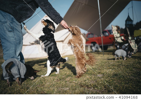 Two dogs stand up and eat snacks 41094168
