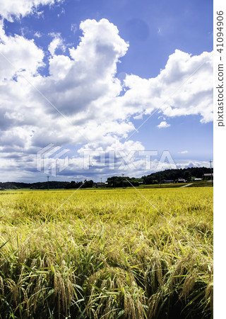 Cutting of rice Cutting of rice 41094906