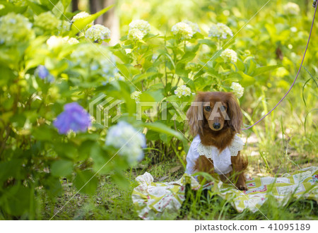 繡球花和臘腸犬 繡球花和臘腸犬 41095189