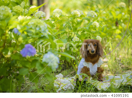 繡球花和臘腸犬 繡球花和臘腸犬 41095191