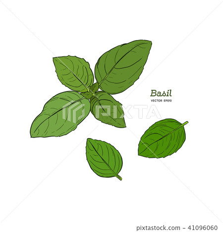 illustration of green basil, vector. 41096060