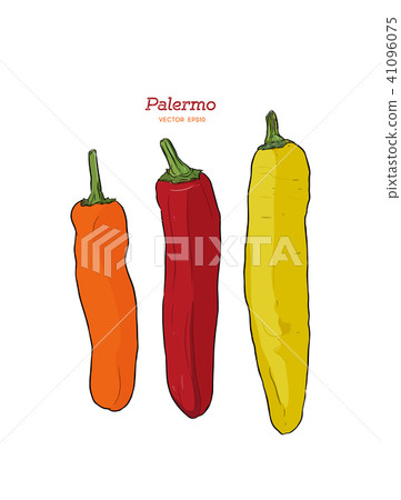 Three Palermo sweet peppers vector. 41096075