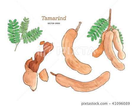 tamarind water color  hand draw sketch vector. 41096089