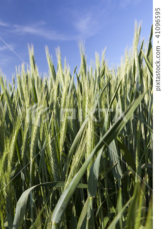 green barley 41096595