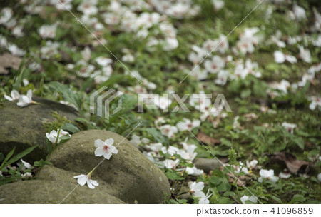 苗栗獅頭山桐花 41096859