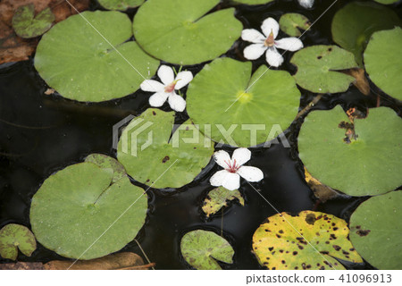 Miaoli Lion Head Mountain Tung Flower 41096913