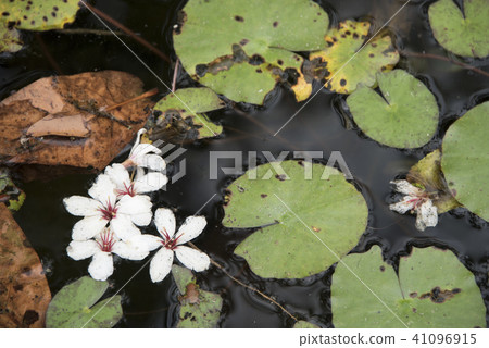 Miaoli Lion Head Mountain Tung Flower 41096915