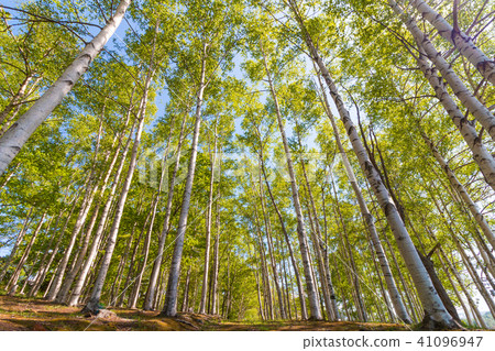 Shirakaba Forest Hokkaido Otaru City 41096947