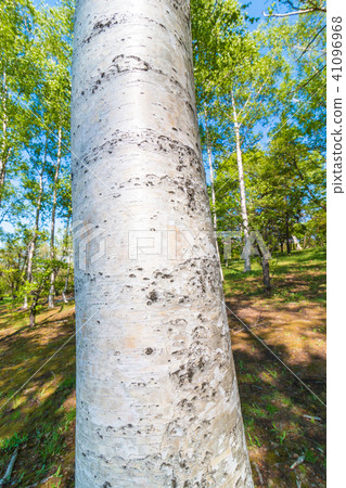 Shirakaba Forest Hokkaido Otaru City Shirakaba Forest Hokkaido Otaru City 41096968