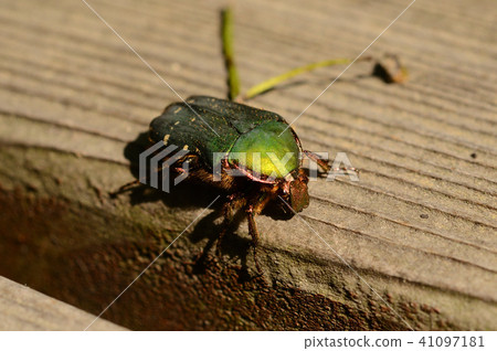 Ao Hanamguri札幌市 41097181