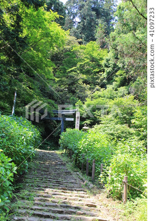 Ohira shrine shrine hydrangea Ohira shrine shrine hydrangea 41097233