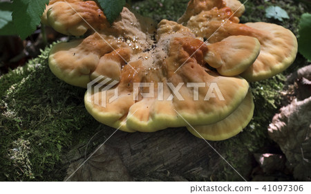 mushrooms growing on a mossy tree. 41097306