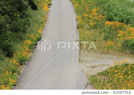 Okinagayaku of the roadside 41097358