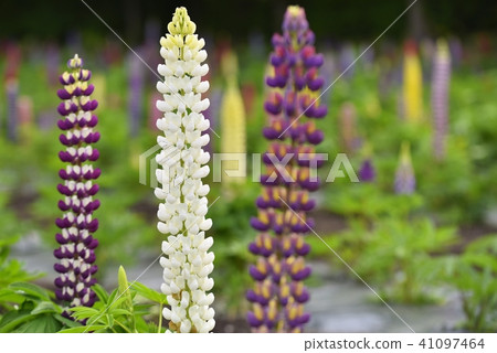 Lupinas Garden 41097464