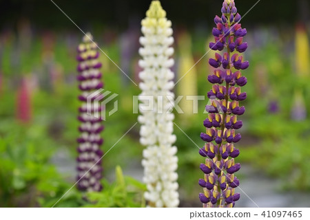 Lupinas Garden 41097465