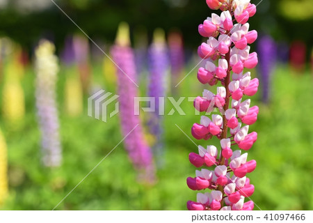 Lupinas Garden 41097466