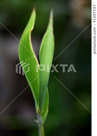 竹葉禪風 41097597