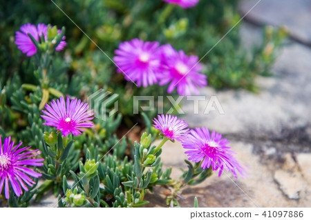 開花在花床旁邊的紫色花 41097886