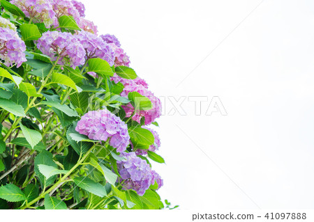 Fresh hydrangea flower Fresh hydrangea flower 41097888