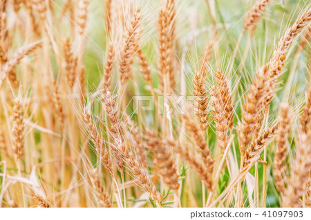 Golden wheat Golden wheat 41097903