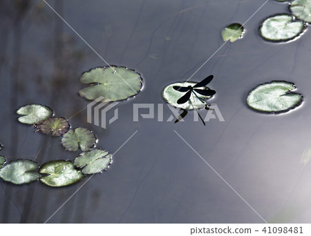 Pond, dragonfly, lotus leaf, outdoors, Sosu Seowon, lord, Gyeongbuk 41098481