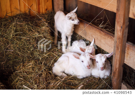 White and cute baby goats in a barn. 41098543