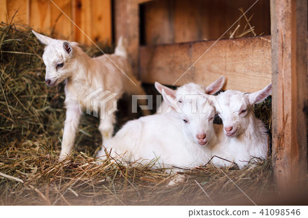 White and cute baby goats in a barn. White and cute baby goats in a barn. 41098546