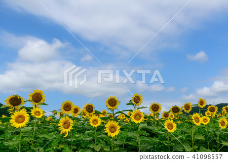 Sayocho的Sunami Himawari農場 41098557