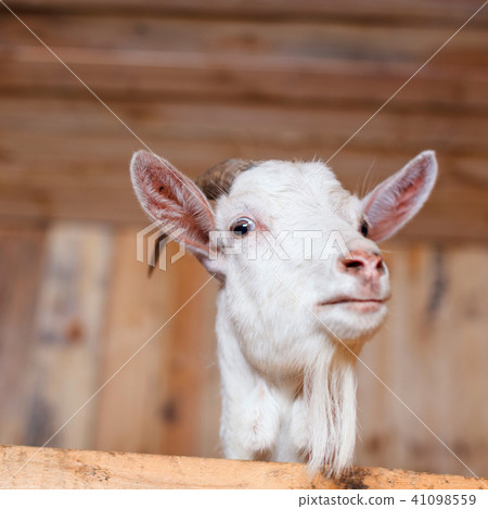 White goat stands in the stable. 41098559
