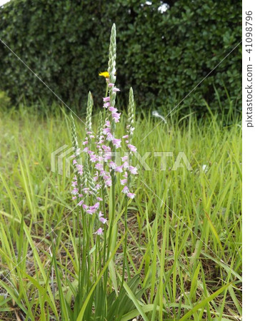 Scuba-shaped cute pink flowers are Mozzli Flowers 41098796