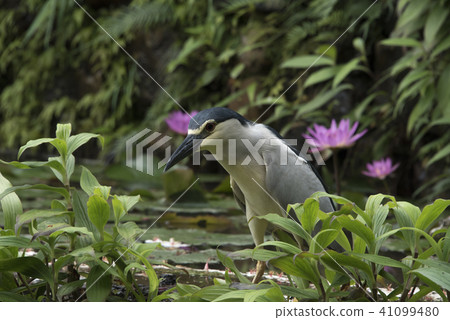 Night heron in hunting Night heron in hunting 41099480