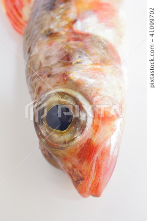 Deep-sea saltwater fish (Princess) Head bird's eye view Brilliant body color features 41099702