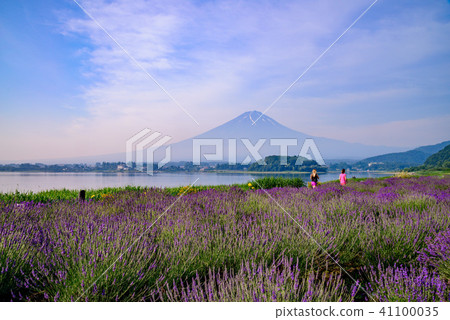 圖庫照片: 薰衣草 富士山 河口湖