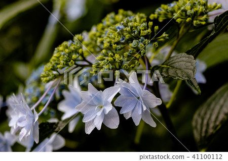 Hydrangea blooming in Katsushika-ku, Tokyo 41100112