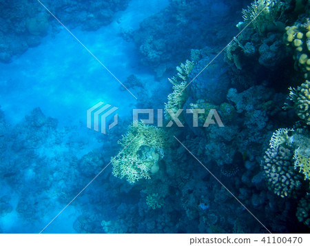 Underwater coral reef Underwater coral reef 41100470