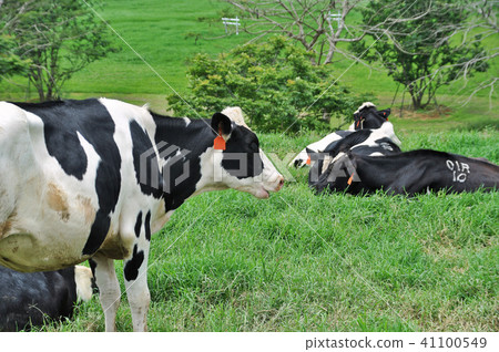 乳牛 牧場 動物 台灣 初鹿牧場 台東 乳用牛 Dairy cattle Dairy cows 41100549