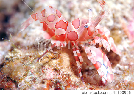 Horse deep-fried Okinawa Horse deep-fried Okinawa 41100906