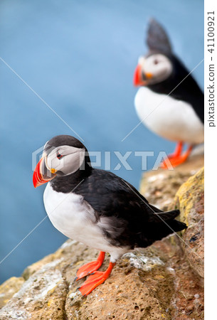 Puffins on a cliff Puffins on a cliff 41100921