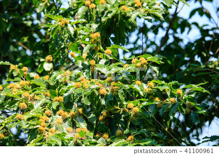 山毛櫸果 41100961