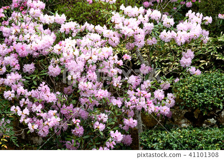 Senjukuin's harvest 41101308