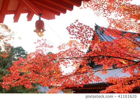 Bishamondo in Kyoto Autumn 41101620