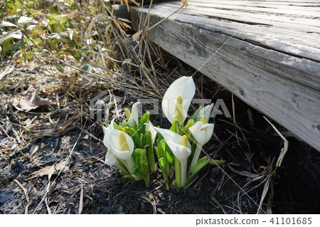 在知床半島的水Basho 41101685