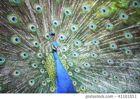 Peacock 41101851