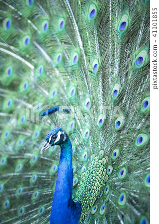 Peacock Peacock 41101855
