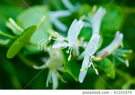Honeysuckle Honeysuckle 41101974